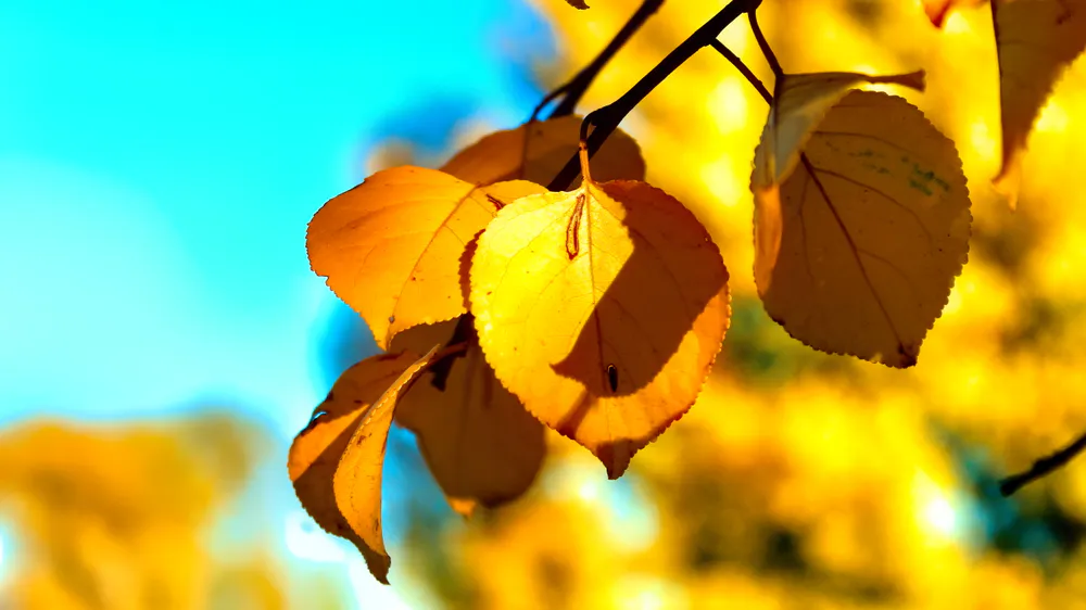 Обои Золотая осень 1920x1080