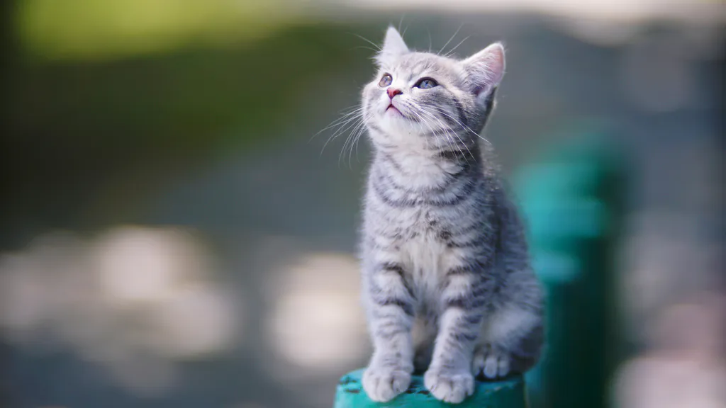 Обои на рабочий стол: Котенок