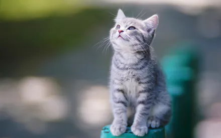 Кот, Котенок, Серый кот, Полосатый котенок, Домашнее животное, Милый котенок, Пушистый, Взгляд вверх, Усы, Размытый фон, Боке, На улице, Природа