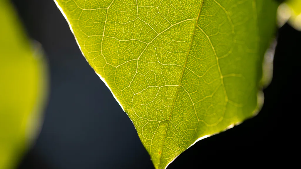 Desktop wallpaper: Green texture