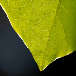 Mardi Gra Festival Mask Beads