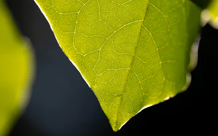 Veins, Macro, Nature, Contrast, Details, Flora, Pattern, Amoled