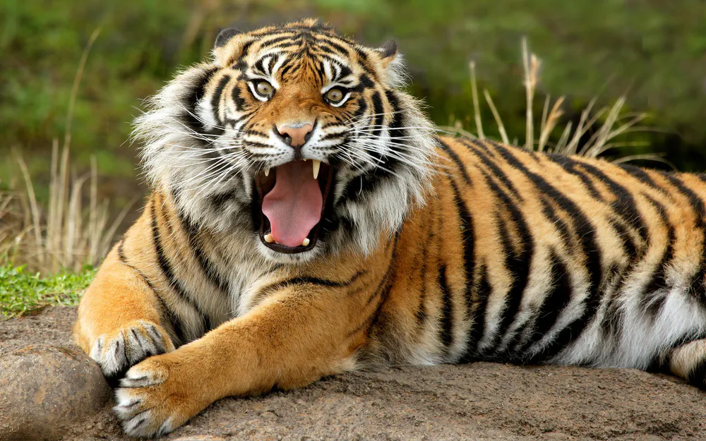 Обои Angry Tiger Roar 1280x1024