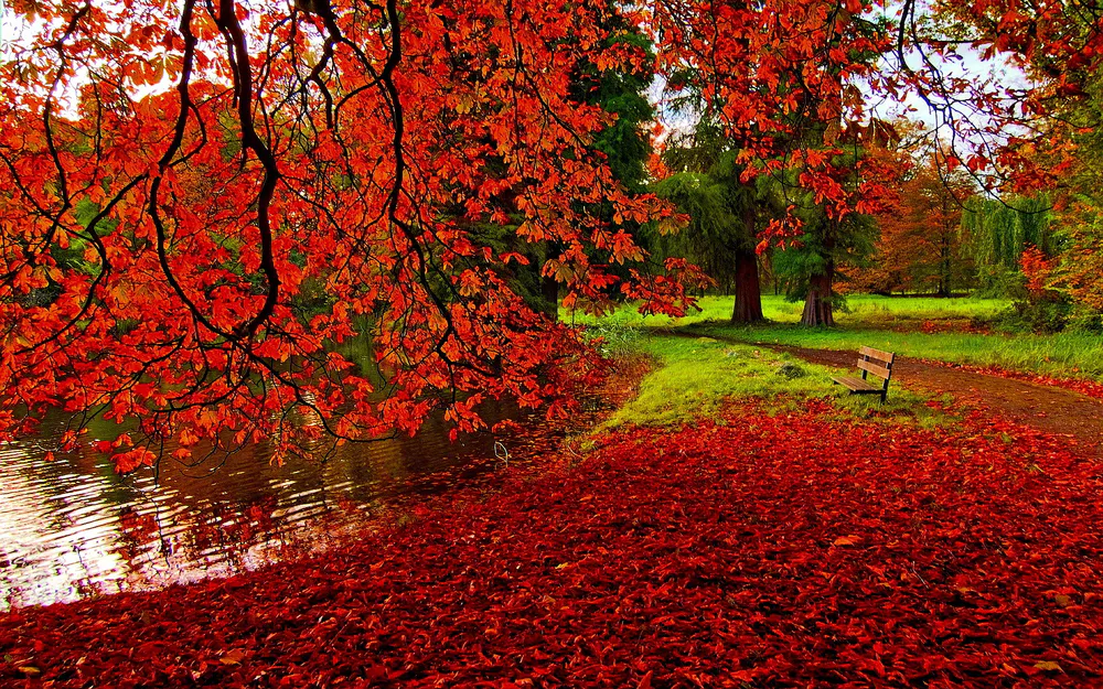 Wallpaper Autumn Garden in the Fall 1600x900