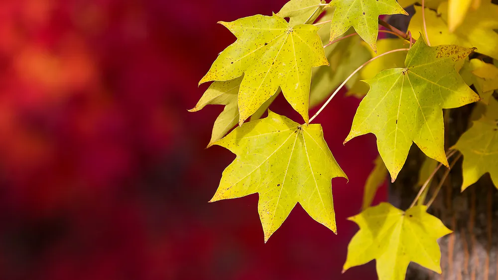 Обои Autumn Leaves Photography 540x960