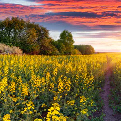 Terraced rapeseed fields