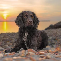 Dog at Sea Sunset