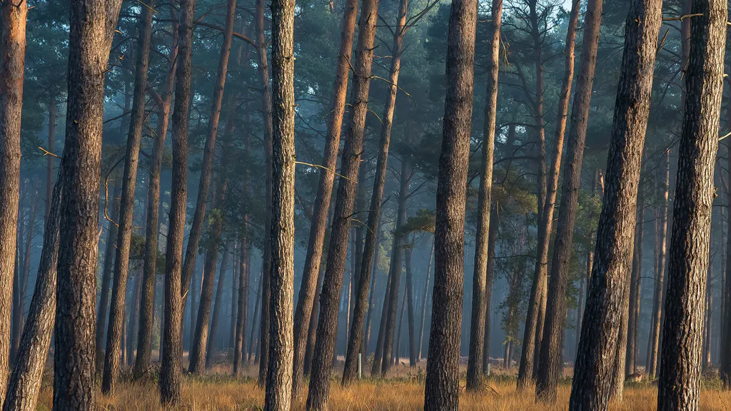 Шпалери для робочого столу: Сосновий Бор