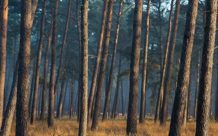 Лес, Сосны