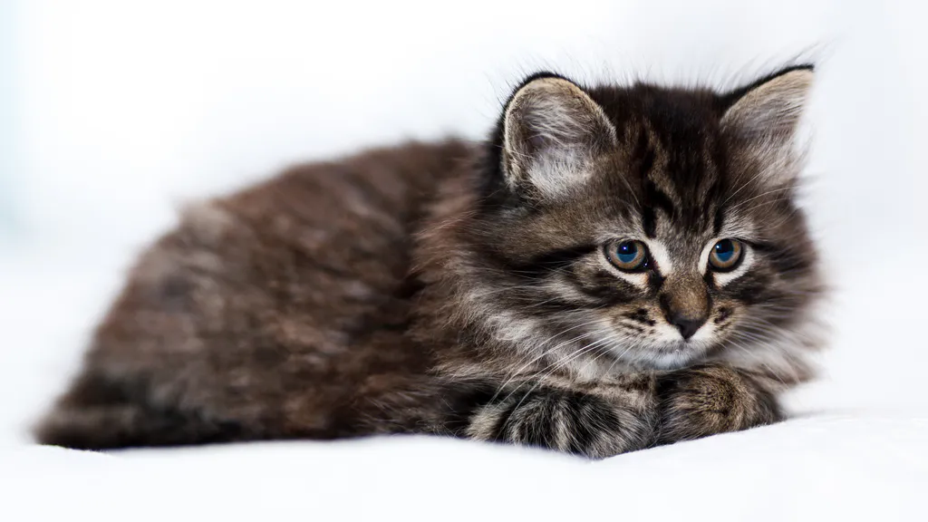 Desktop wallpaper: Kitty