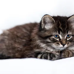 Maine Coon