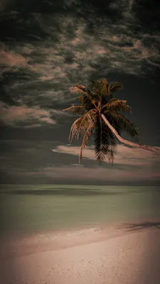 Palm Trees, Sand, Beach, Dusk, Landscape, Clouds