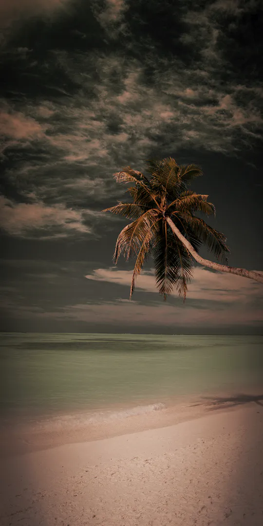 Phone wallpaper: Tropical evening