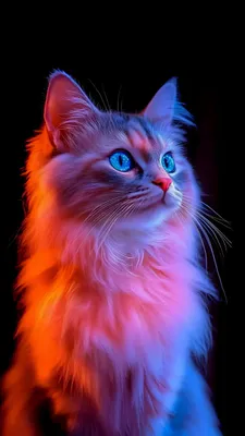 Furry, Blue Eyes, Orange Highlights, Purple Light, Black Background, Backlit, Portrait, Pets, Amoled, AI Art