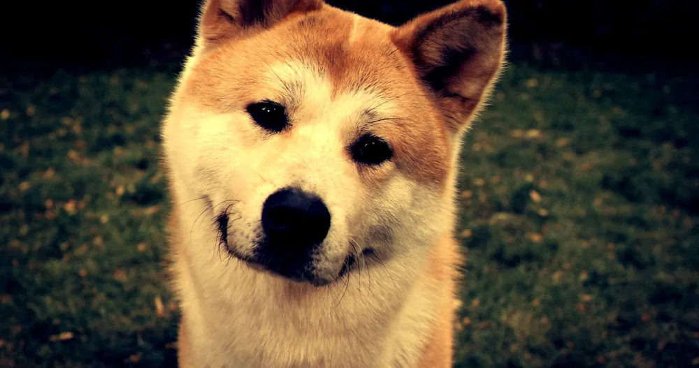 Обои Innocent Shiba Inu Dog 1680x1050