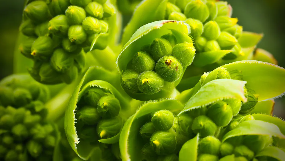 Wallpaper Natural Green of Plants 1920x1200