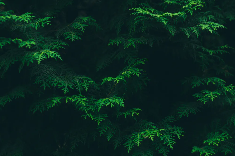 Шпалери Greens 3440x1440