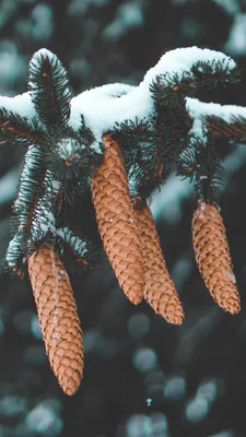 Шишки, Зима, Сніг, Ялина, Хвоя, Природа, Макро, Дерево, Ліс, Холод, Вертикальний, Зимовий пейзаж