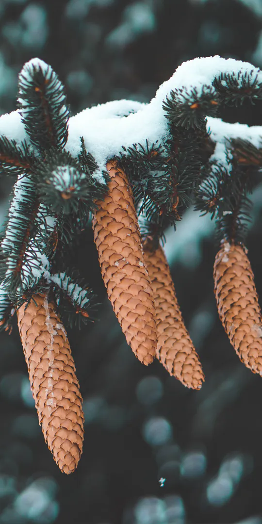 Шпалери на телефон: Шишки під снігом