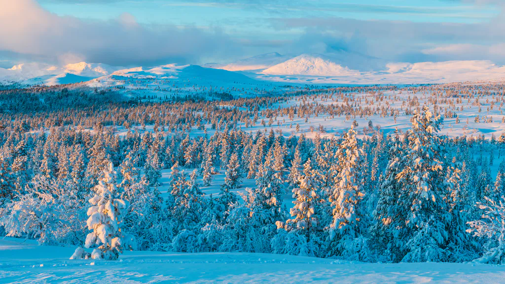 Desktop wallpaper: Forest