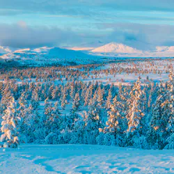Шишки під снігом