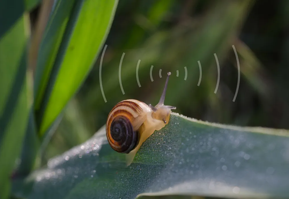 Wallpaper Snail 1125x2436