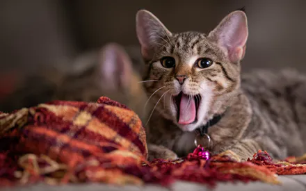 Язык, Кошка, Ткань, Взгляд, Лежит