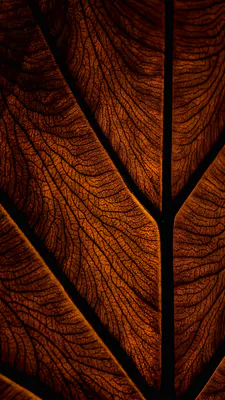 Texture, Veins, Brown, Macro, Nature, Dark, Amoled