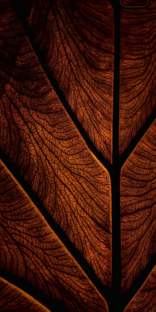 Phone wallpaper: Warm leaf