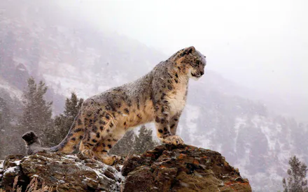 Leopard, Snow Leopard, Animal, Predator, Wild Cats, Wild Cat, Large Cat, Irbis, Winter, Snow, Forest, Mountains