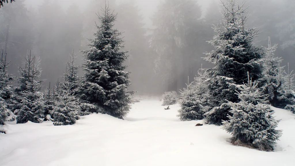 Desktop wallpaper: Christmas trees in the winter forest