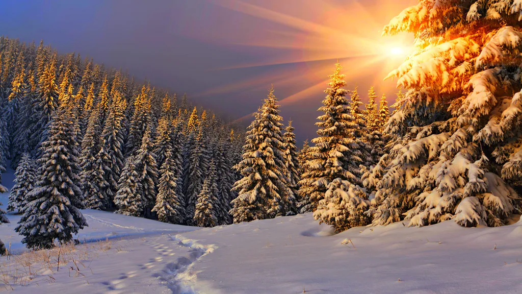 Desktop wallpaper: Footprints in the forest