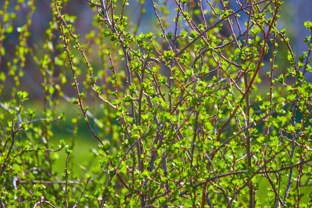 Wallpaper Bush 2560x1440