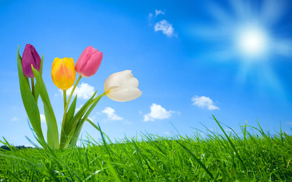 Обои Spring Nature 2 1024x768