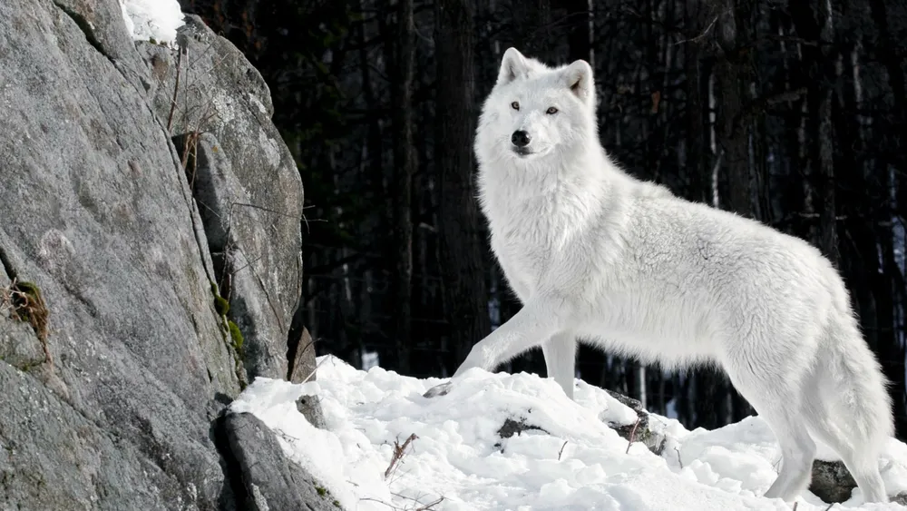 Wallpaper White wolf 1280x1024
