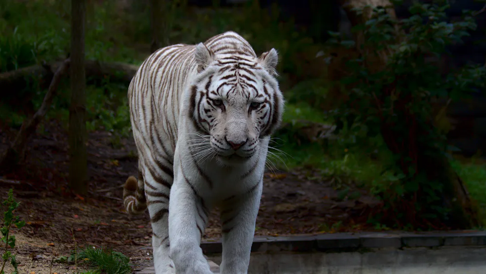 Wallpaper White tiger 2880x1800
