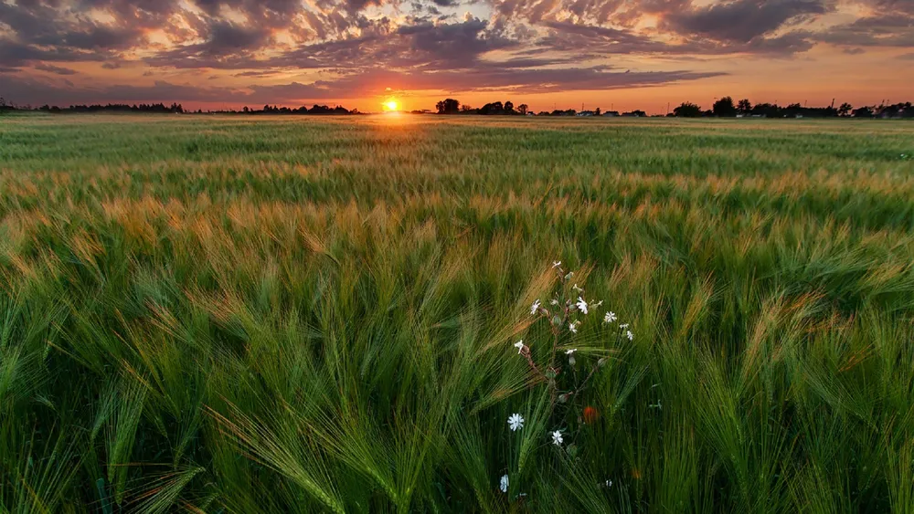 Обои Поле 1280x800