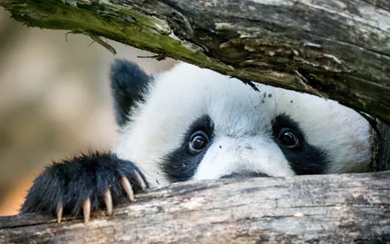 Панда, Дерево, Лапа, Морда