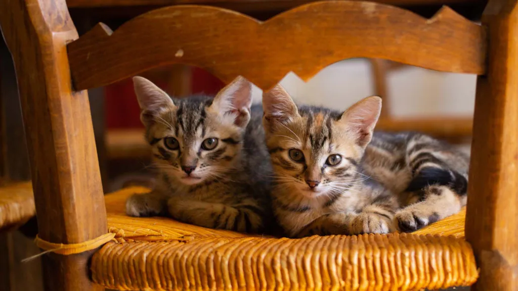 Обои на рабочий стол: Котята