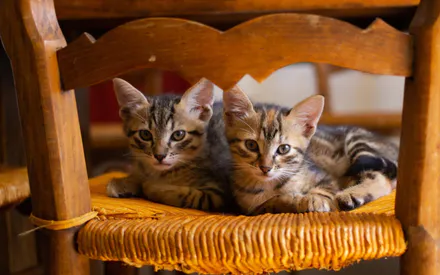 Котята, Животные, Домашние