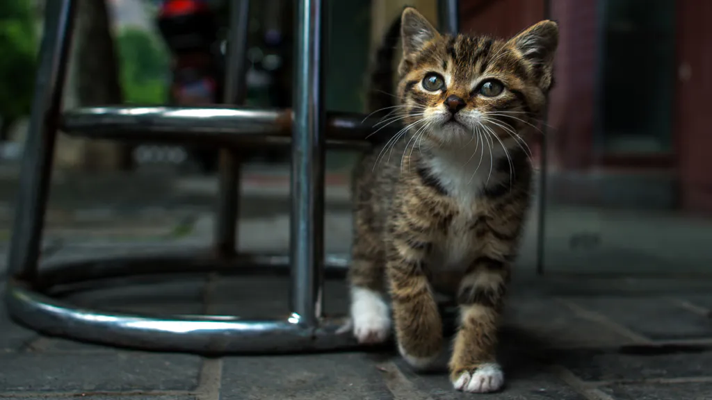 Desktop wallpaper: Kitty