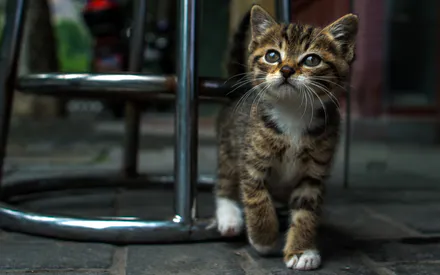 Eyes, Street, Kitten