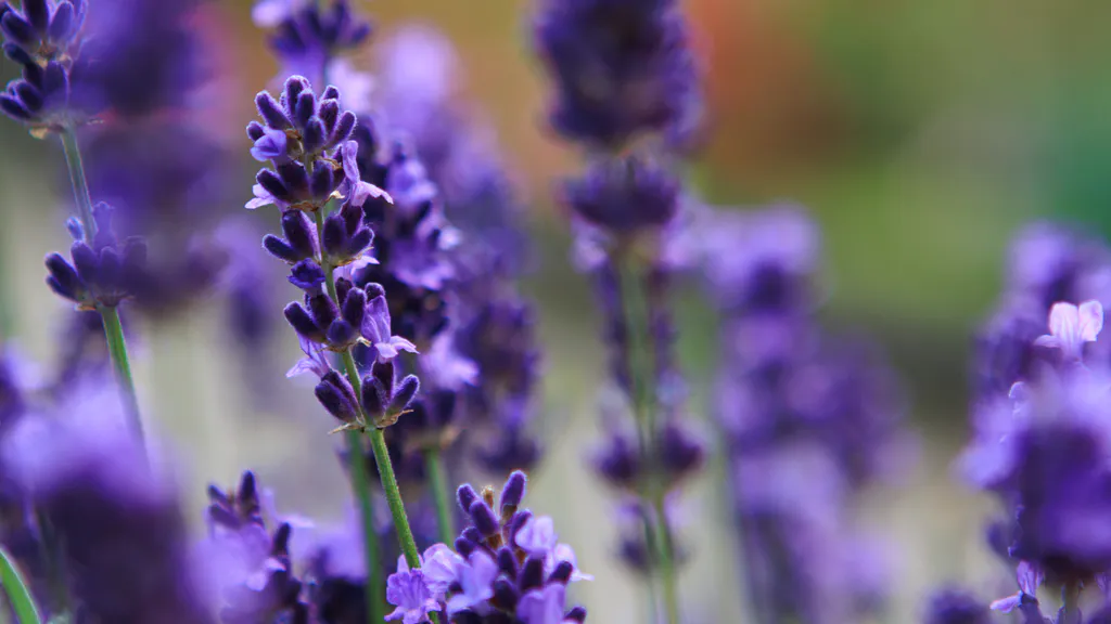 Desktop wallpaper: Lavender