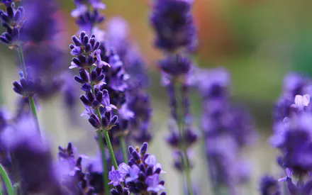 Lavender, Flowers, Provence, Lilac Flowers