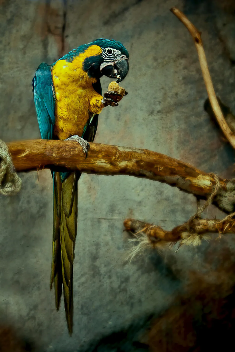 Wallpaper Parrot 1024x1024
