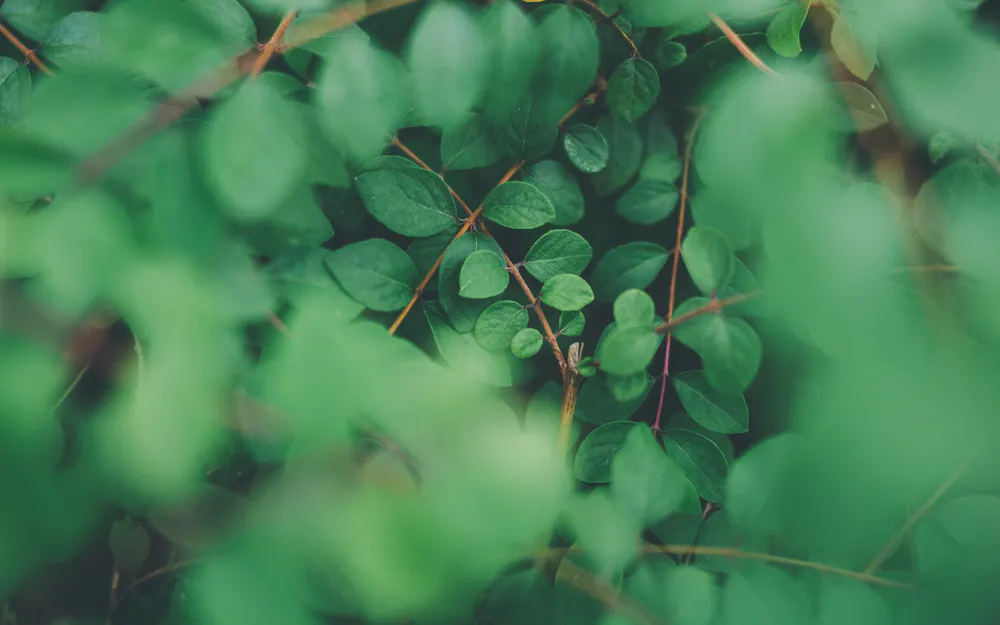 Wallpaper Plants 1920x1200