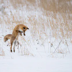 Arctic fox