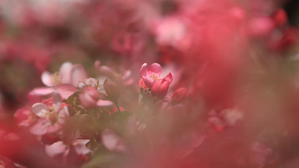 Desktop wallpaper: Blooming apple tree