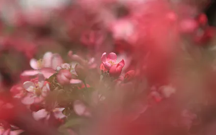 Spring, Flower, Apple Tree, Blooming Branch