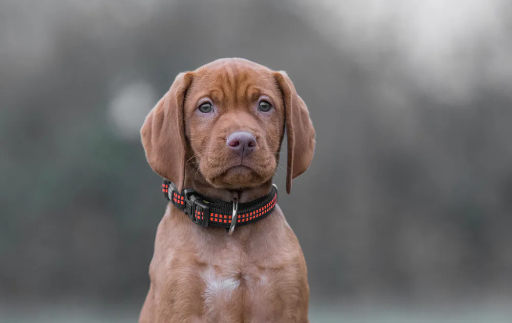Wallpaper Hungarian vizsla 2880x1800